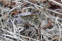 Lasiommata megera