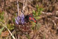 Zygaena sarpedon