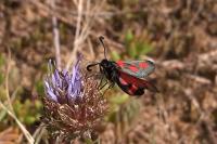 Zygaena sarpedon