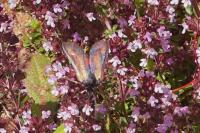 Zygaena sarpedon