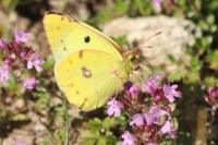Colias alfacariensis