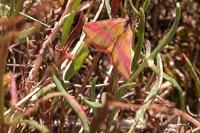 Lythria cruentaria