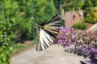 Iphiclides podalirius