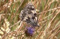 Melanargia galathea