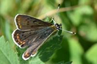 Lycaena tityrus