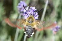 Hemaris fuciformis