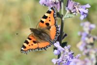 Aglais urticae