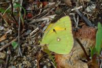 Colias crocea