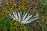 Iphiclides podalirius