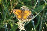 Pyronia tithonus
