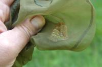 Fabriciana adippe