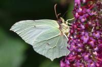 Gonepteryx rhamni