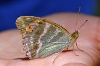 Argynnis paphia