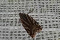 Emmelia trabealis