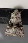 Hecatera bicolorata