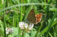 Lycaena tityrus