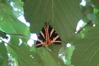 Euplagia quadripunctaria