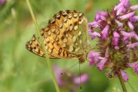 Speyeria aglaja