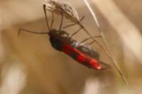 Zygaena filipendulae
