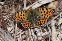 Issoria lathonia