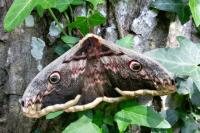 Saturnia pyri