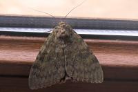 Catocala elocata