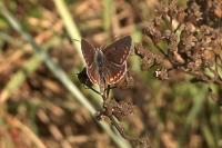 Aricia agestis