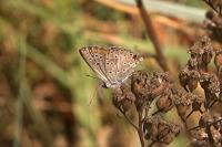 Aricia agestis