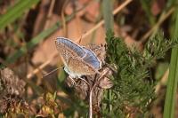 Polyommatus icarus
