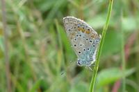 Polyommatus icarus