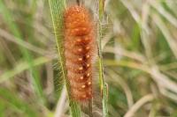 Acronicta auricoma