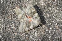 Catocala nupta