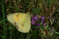 Colias crocea