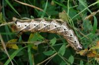 Agrius convolvuli