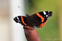 Vanessa atalanta