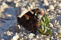 Vanessa atalanta