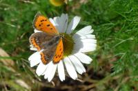 Lycaena phlaeas