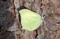Gonepteryx rhamni