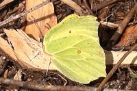 Gonepteryx rhamni