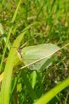 Gonepteryx rhamni