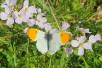 Anthocharis cardamines