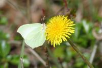 Gonepteryx rhamni