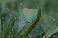 Callophrys rubi