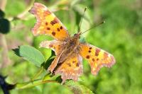 Polygonia c-album