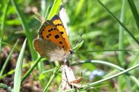 Lycaena phlaeas