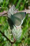 Celastrina argiolus