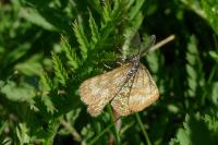 Ematurga atomaria