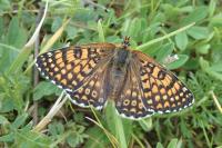 Melitaea cinxia