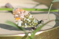 Anthocharis cardamines