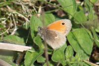 Coenonympha pamphilus